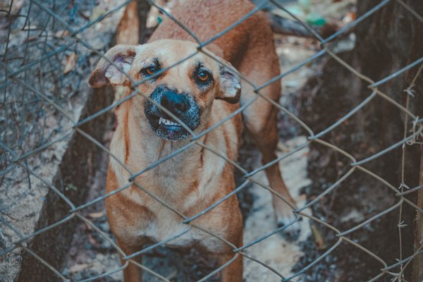 Injury Claim for Dog Bite