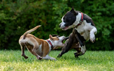 Dog Bite Injuries in Montana: When Is the OwnerResponsible?